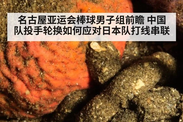名古屋亚运会棒球男子组前瞻 中国队投手轮换如何应对日本队打线串联